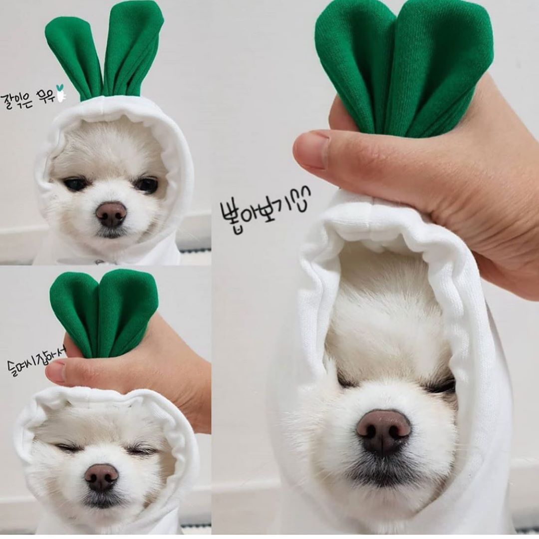 πΈ Adorable Animal Hoodie for Dogs β Fun Costumes in Various Styles & Colours