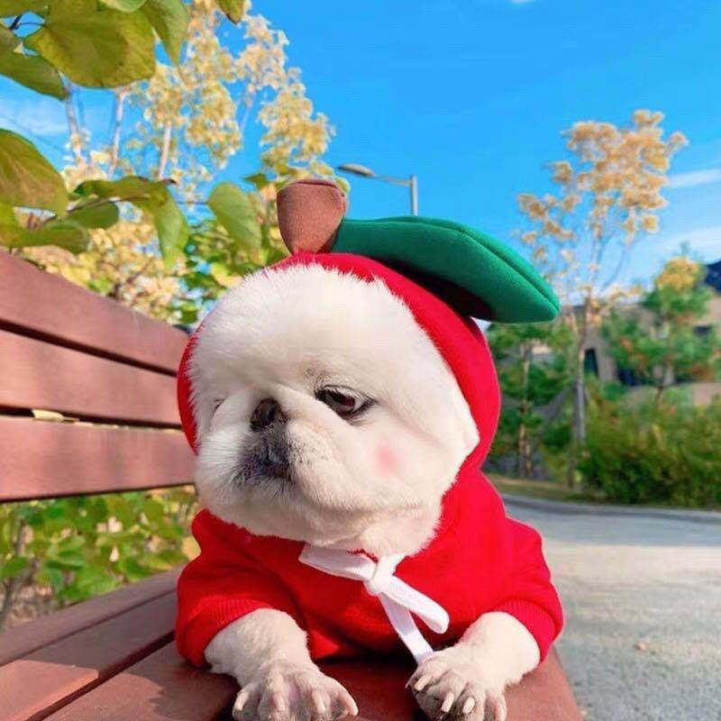 πΈ Adorable Animal Hoodie for Dogs β Fun Costumes in Various Styles & Colours