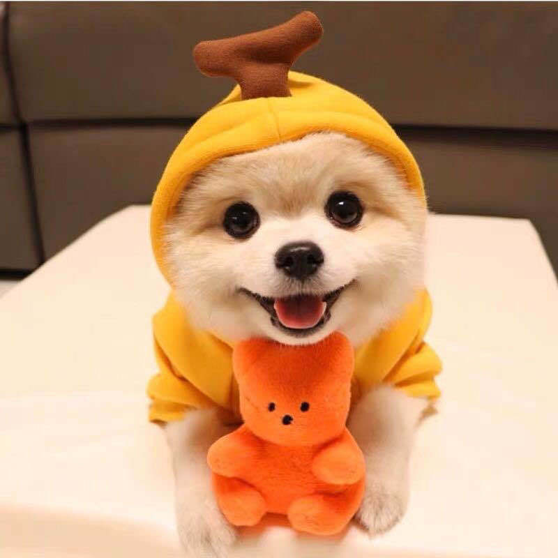 πΈ Adorable Animal Hoodie for Dogs β Fun Costumes in Various Styles & Colours