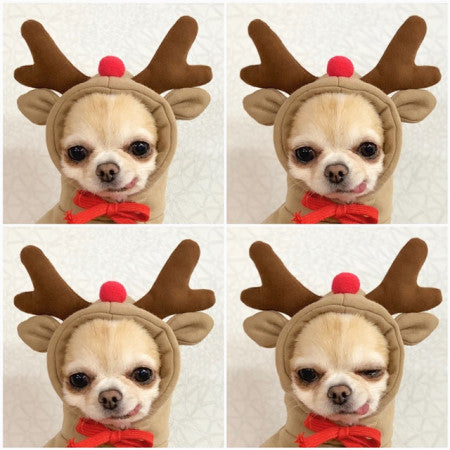 πΈ Adorable Animal Hoodie for Dogs β Fun Costumes in Various Styles & Colours